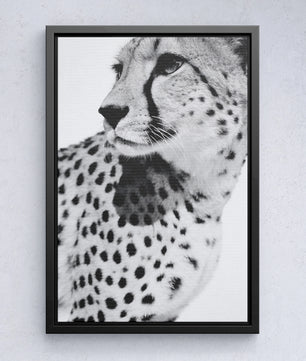 Gepard Porträt – Schwarz Weiß Fine Art