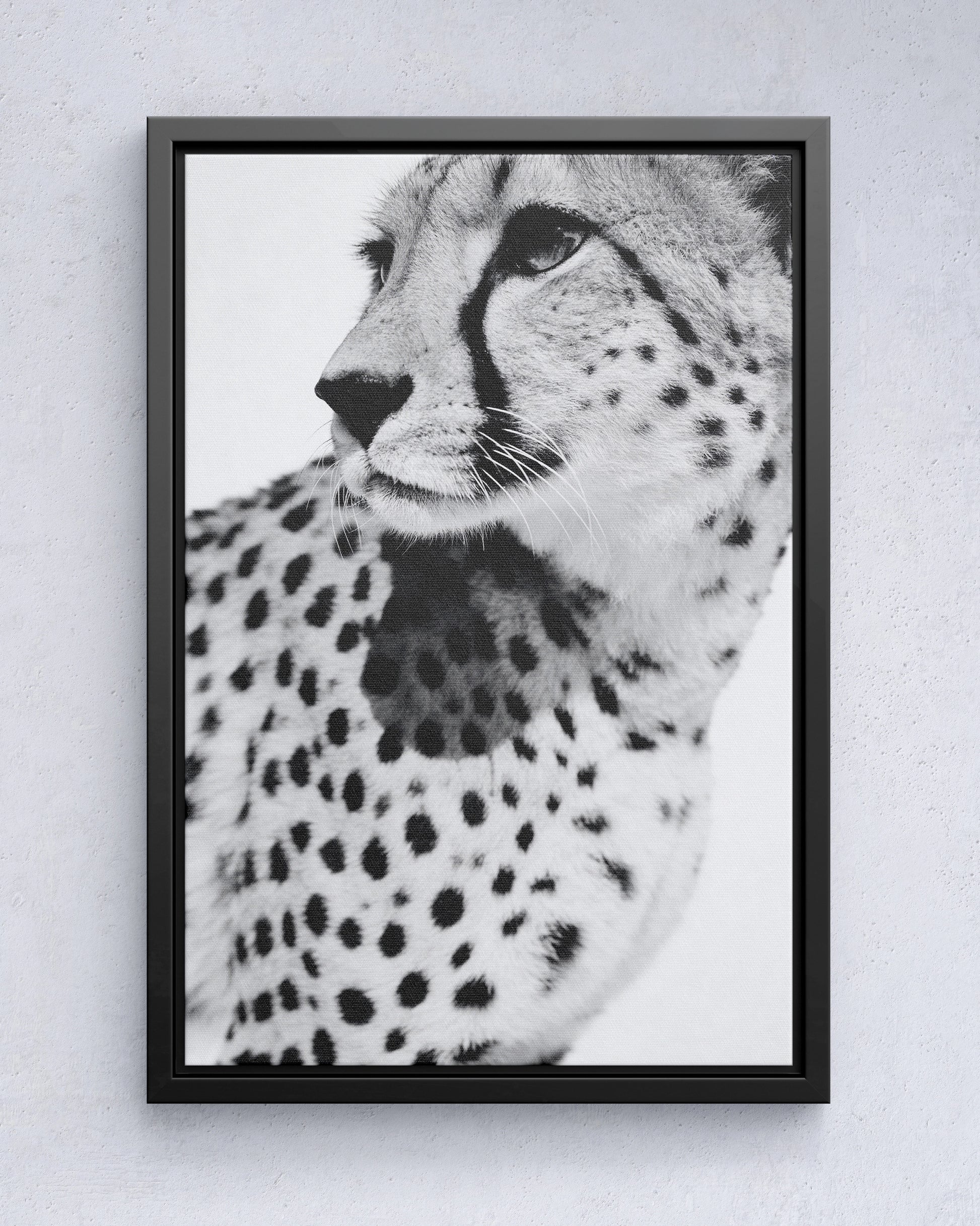 Gepard Porträt – Schwarz Weiß Fine Art