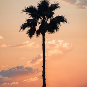 Lone Palm at Sunset