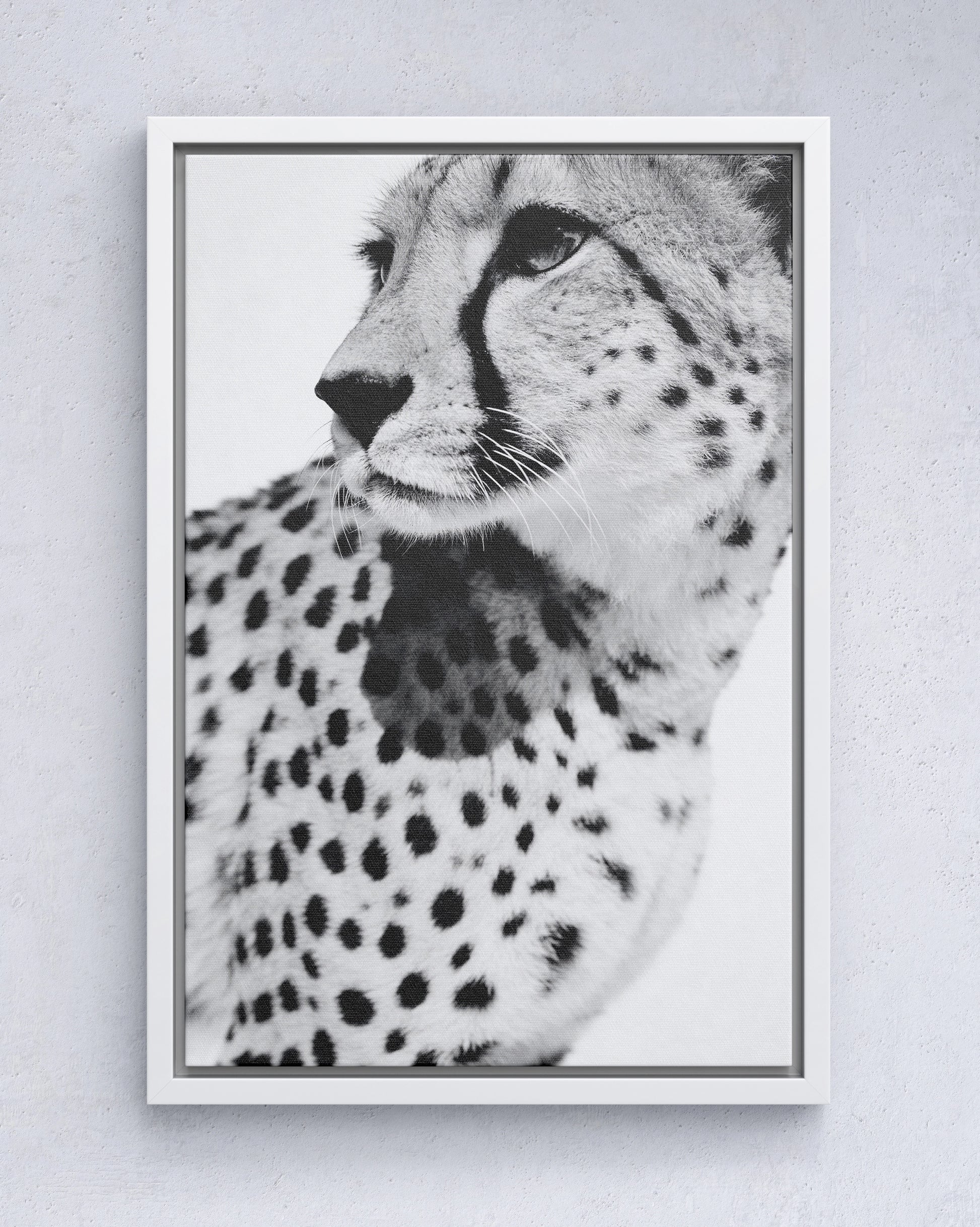 Gepard Porträt – Schwarz Weiß Fine Art