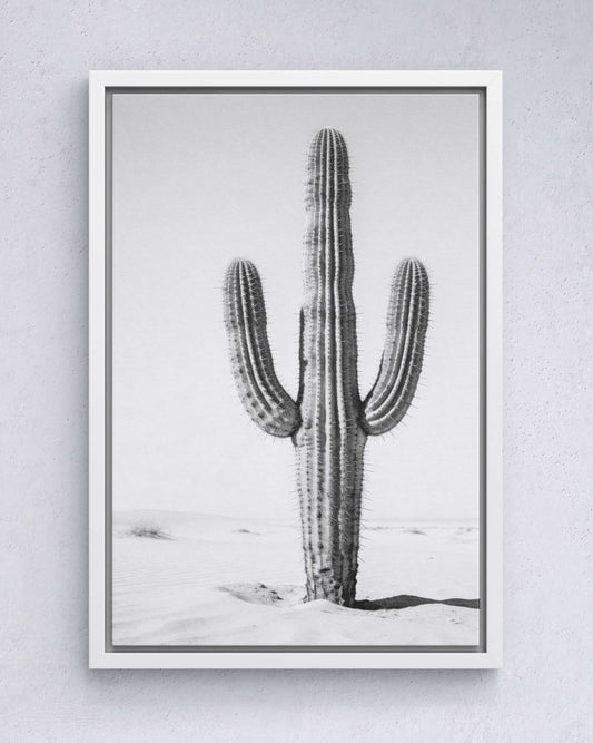 Silent Lines – Cactus