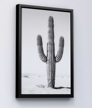 Silent Lines – Cactus