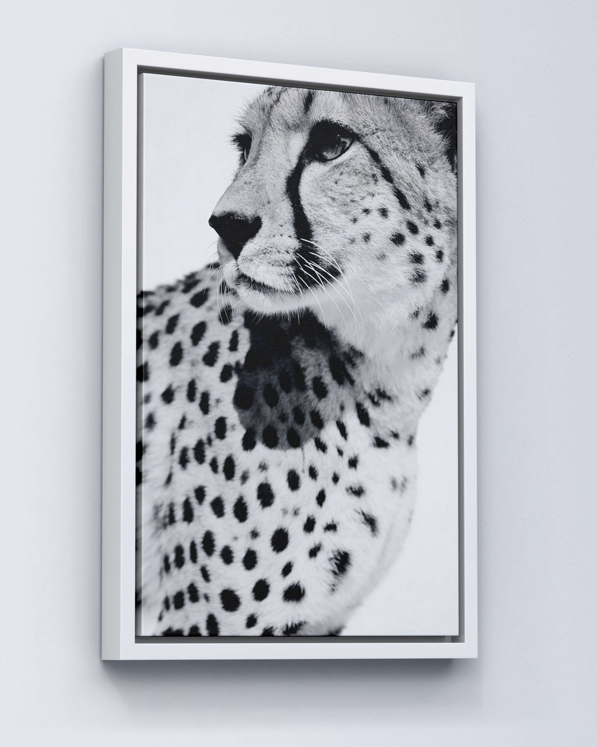 Gepard Porträt – Schwarz Weiß Fine Art