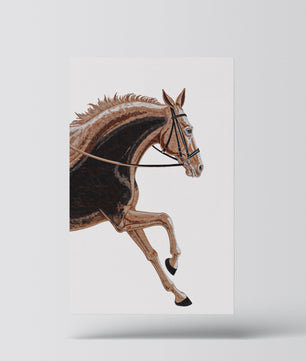 Paardensport elegantie