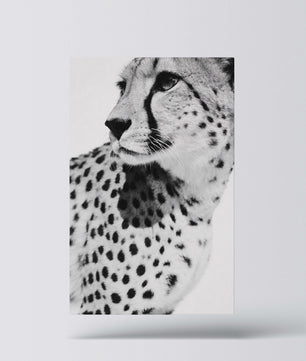 Gepard Porträt – Schwarz Weiß Fine Art