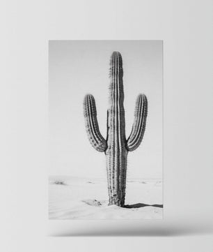 Silent Lines – Cactus