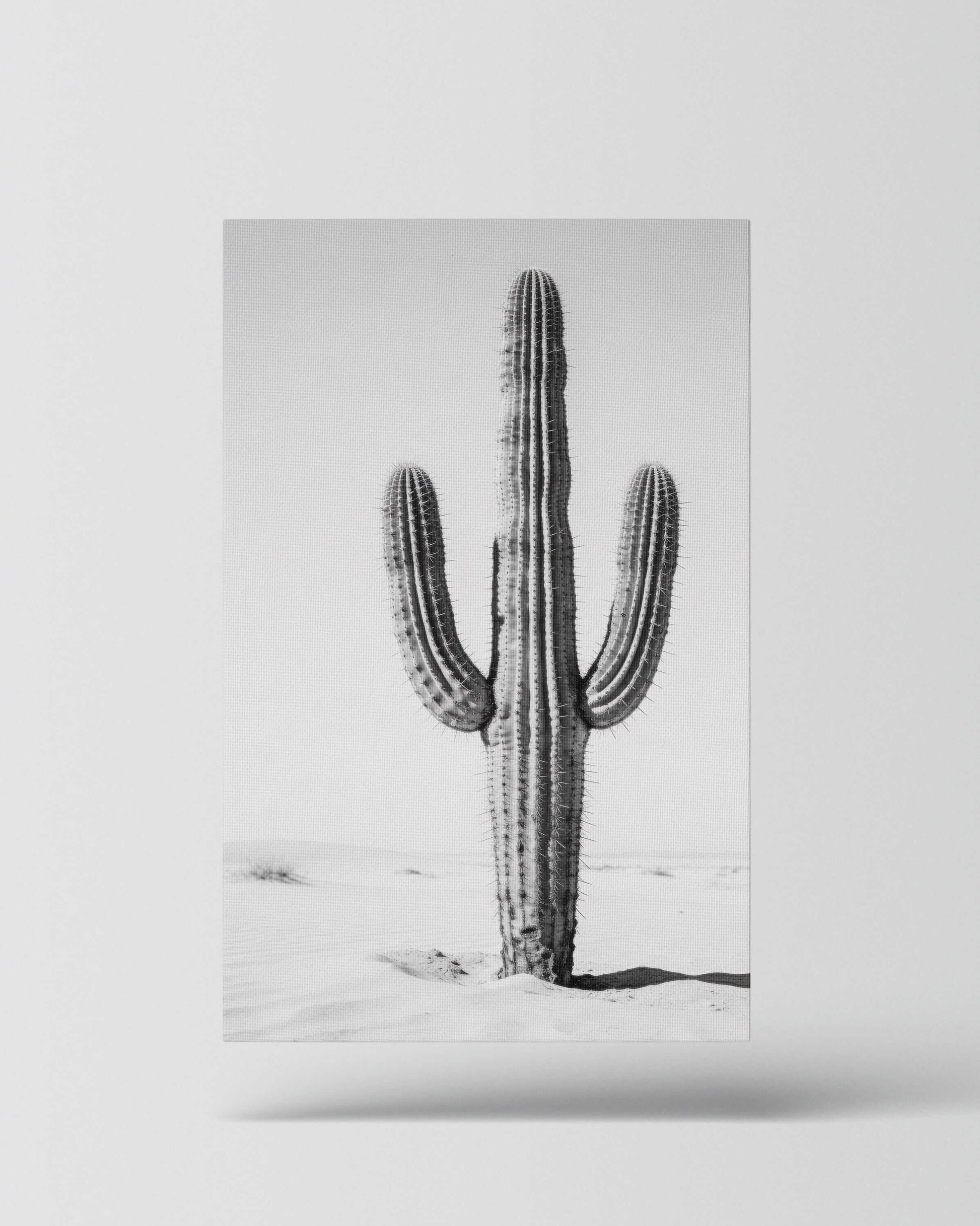 Silent Lines – Cactus