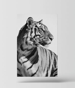 Focused Power – Tiger Form