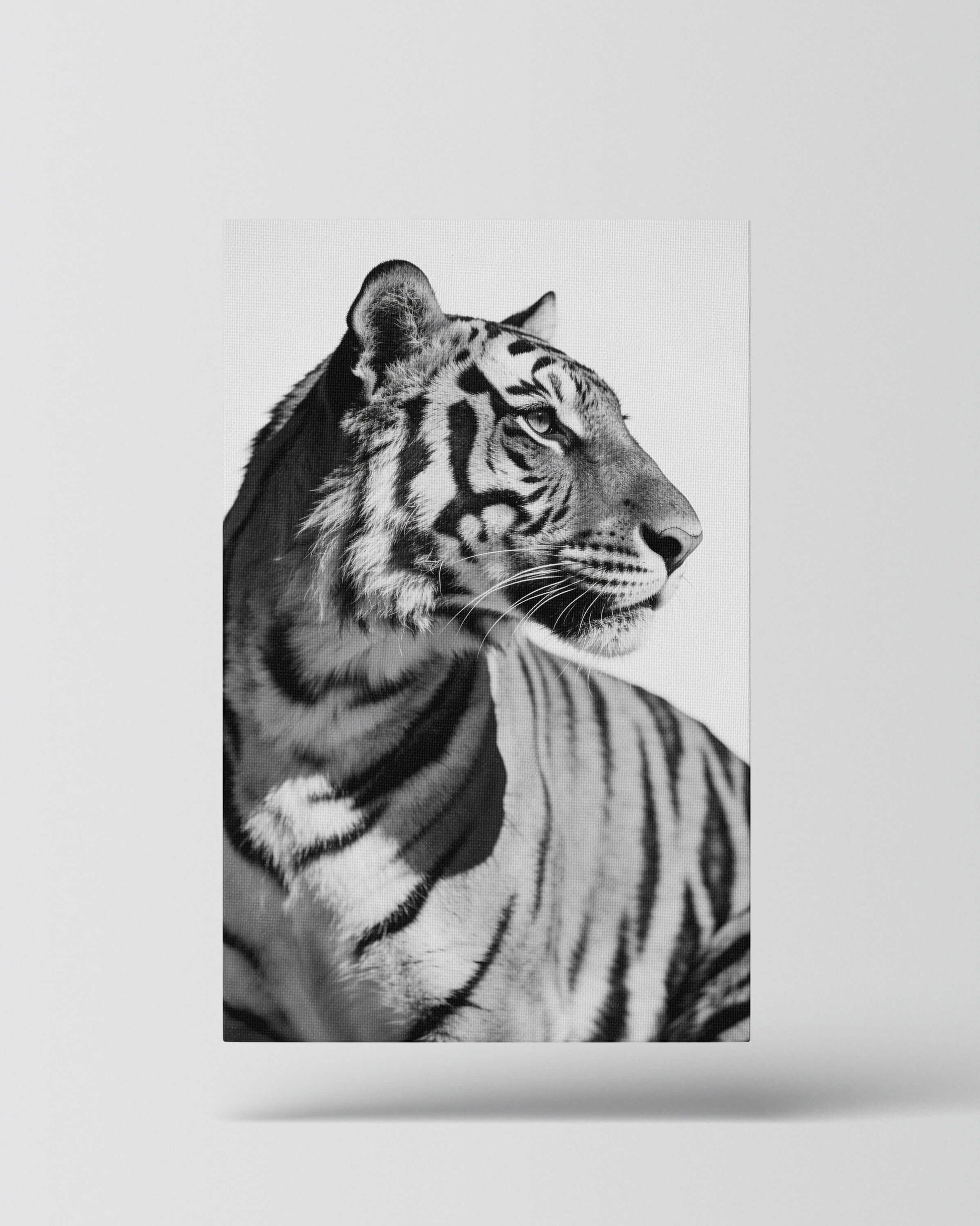 Focused Power – Tiger Form