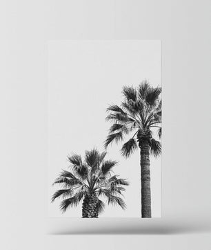 Palm Silence – Minimal Nature