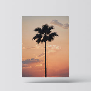 Lone Palm at Sunset