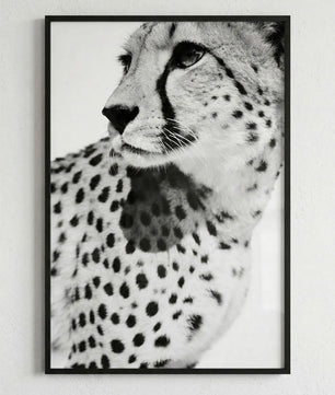 Gepard Porträt – Schwarz Weiß Fine Art