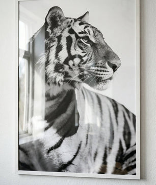 Focused Power – Tiger Form