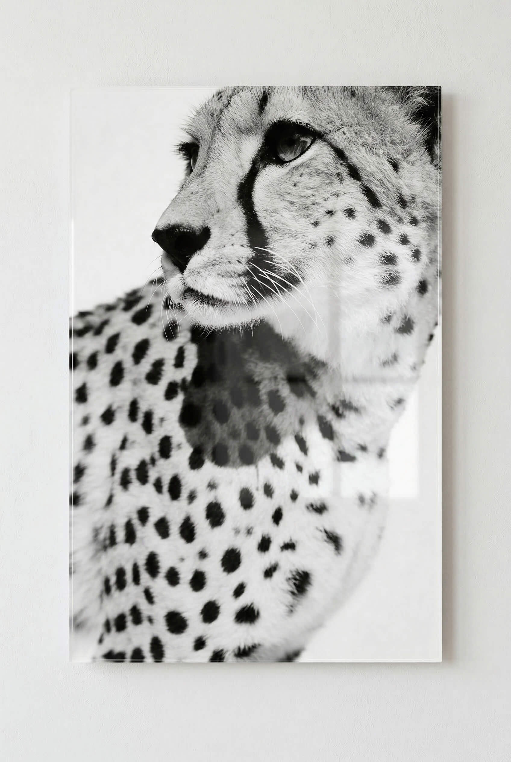 Gepard Porträt – Schwarz Weiß Fine Art